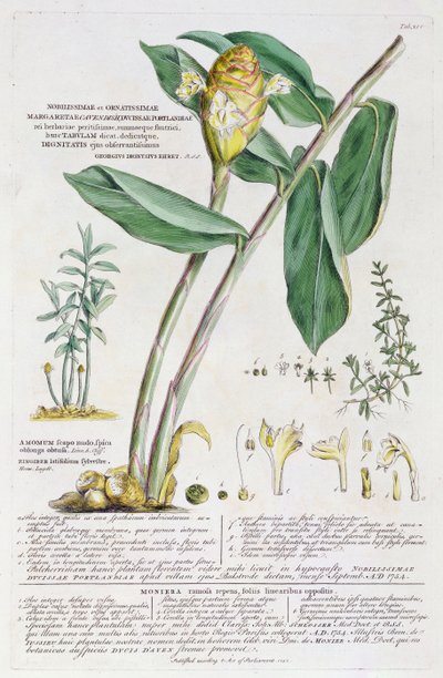 Zingiber latifolium und Amomum, 1754 von Georg Dionysius Ehret